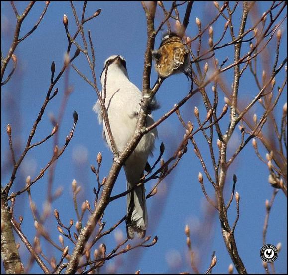 Great Grey Shrike 070218