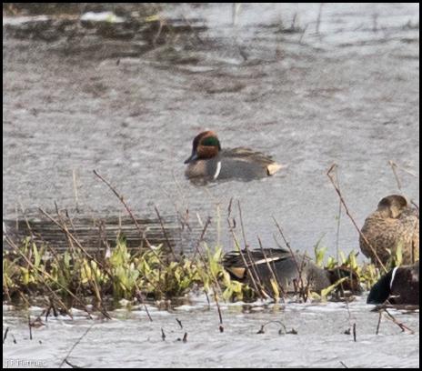 Green-winged Teal 130218 1