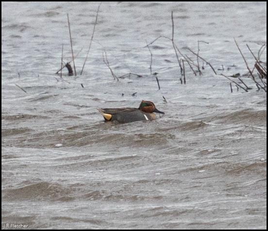 Green-winged Teal 130218 2