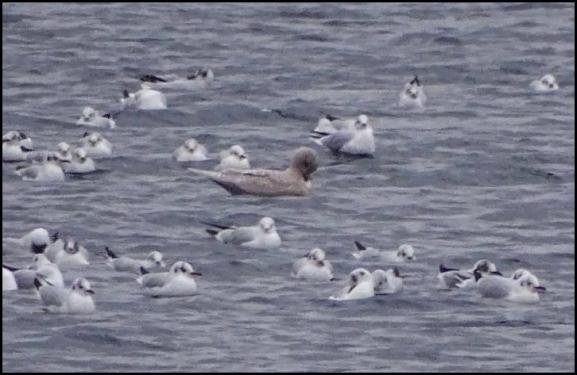 Iceland Gull 080218