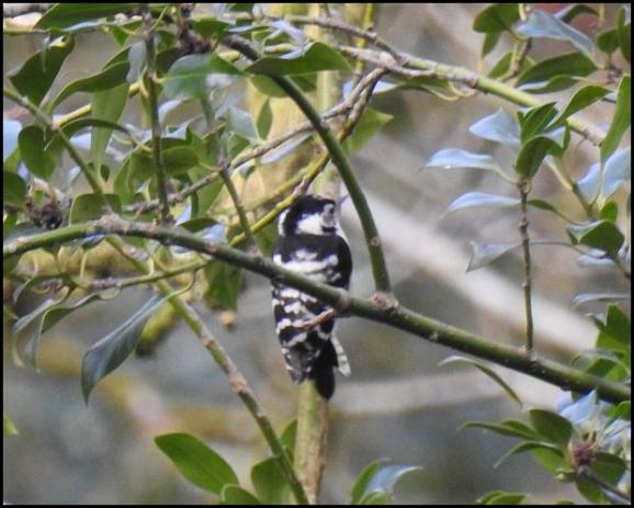 Lesser Spotted Woodpecker 200218 1