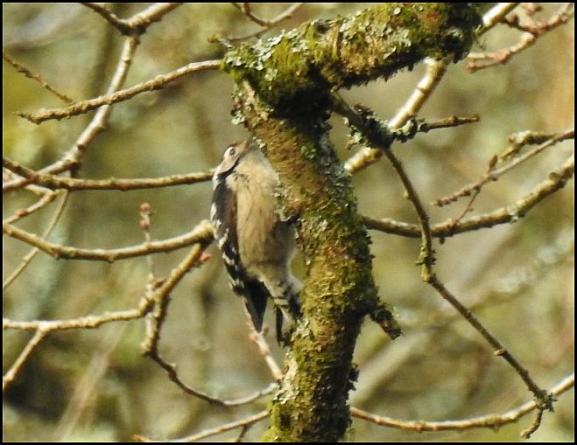 Lesser Spotted Woodpecker 200218 2