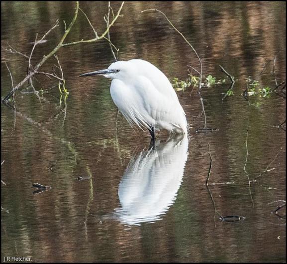 Little Egret 220218