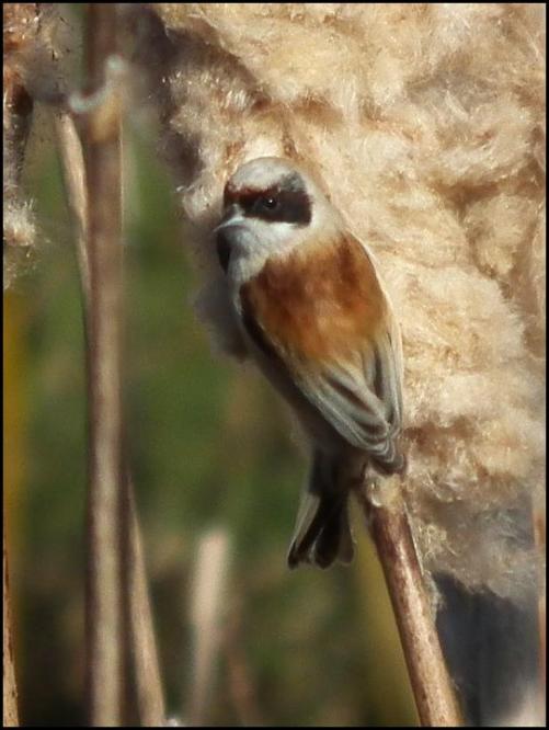 Penduline Tit 090218