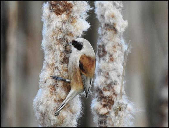 Penduline Tit 150218 2