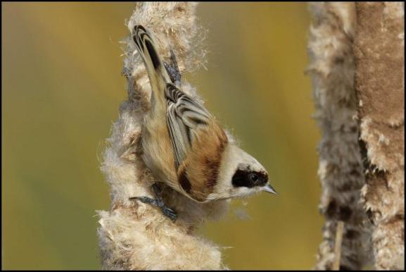 Penduline Tit 160218 1