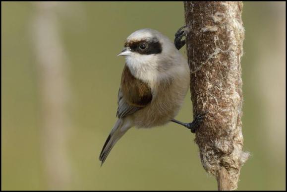 Penduline Tit 160218 2