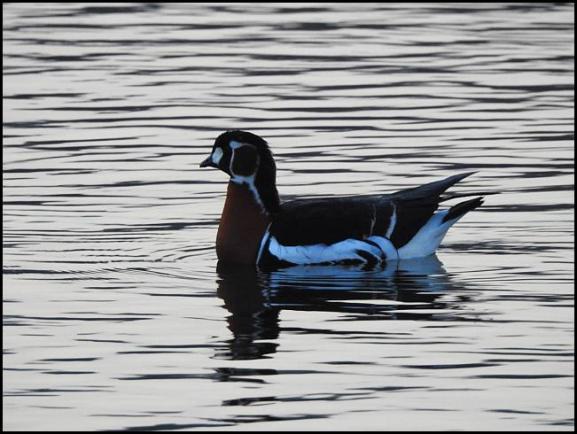 Red-breasted Goose 240218 1