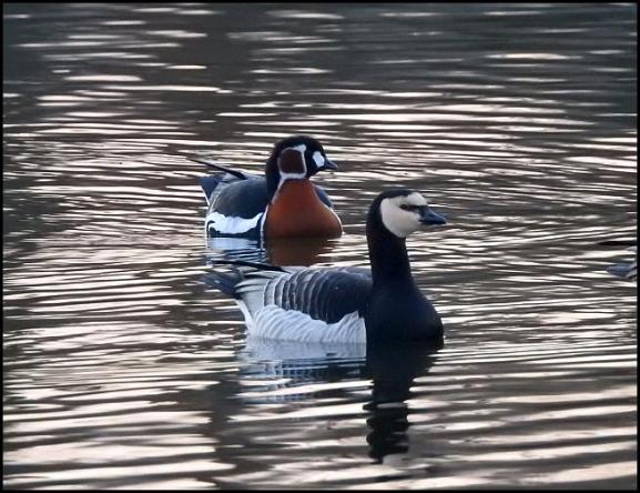 Red-breasted Goose 240218 2