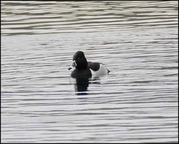 Ring-necked Duck 210218