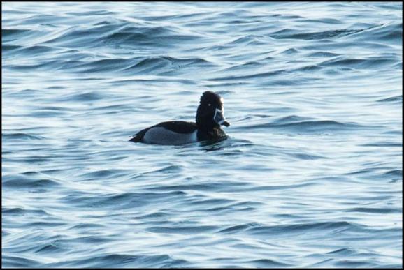 Ring-necked Duck 240218