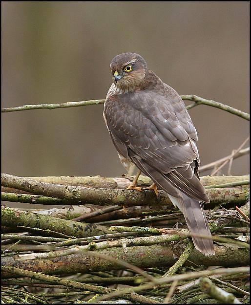 Sparrowhawk 180218