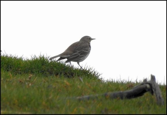 Water Pipit 190218