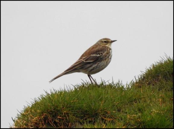 Water Pipit 210218