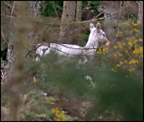 White Fallow Deer 210218