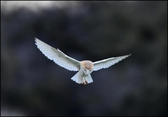 Barn Owl 150318 1