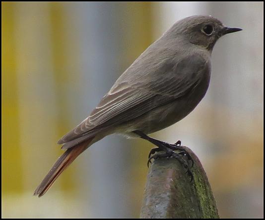 Black Redstart 100318