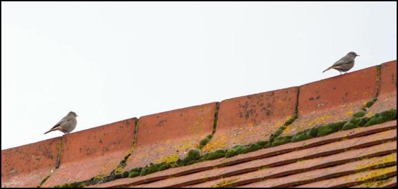 Black Redstarts 060318