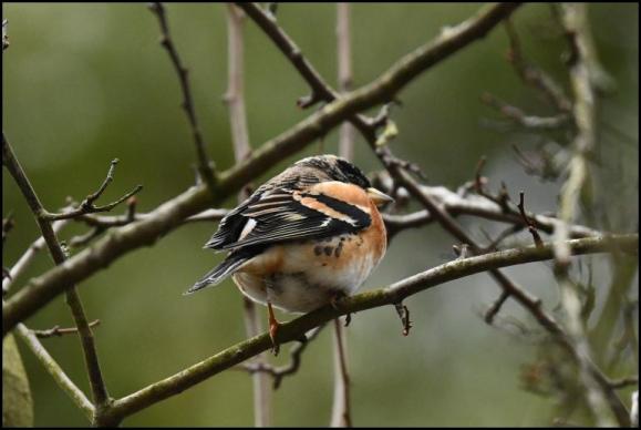 Brambling 220318