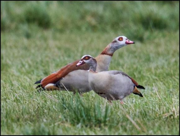 Egyptian Geese 140318