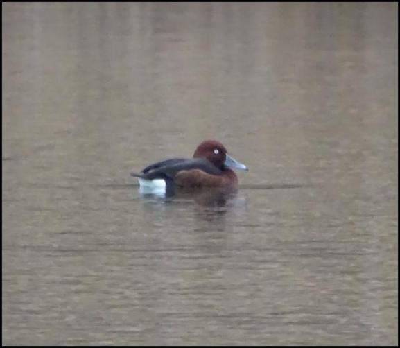 Ferruginous Duck 060318 1
