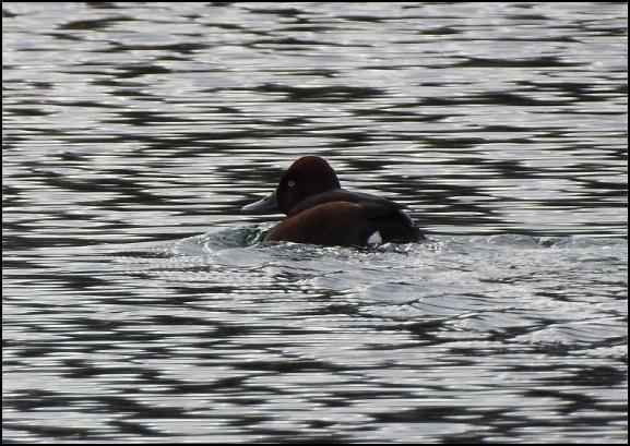Ferruginous Duck 060318 2