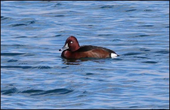 Ferruginous Duck 070318