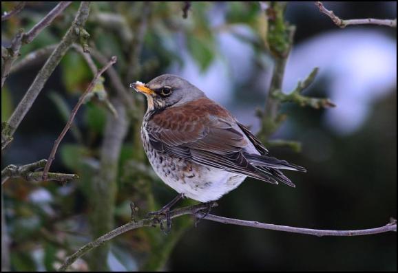 Fieldfare 020318