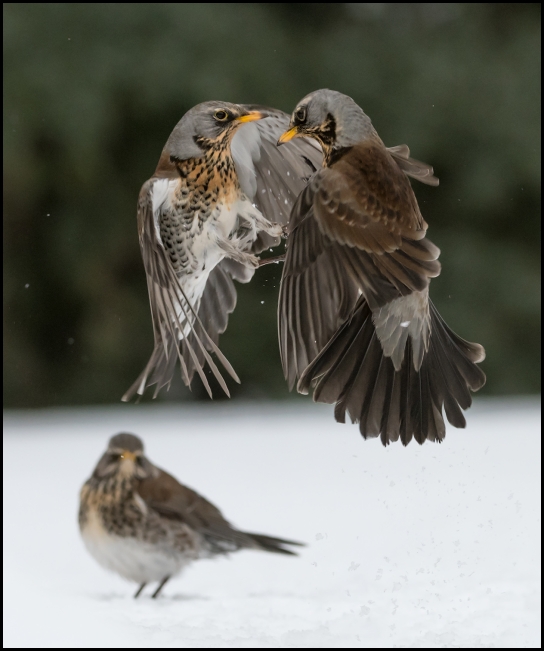 Fieldfares 030318