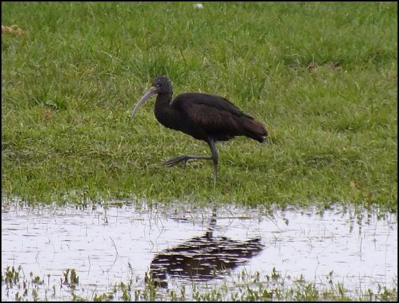 Glossy Ibis 230318.jpg