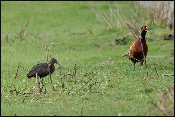Glossy Ibis 240318