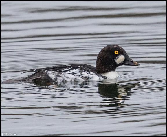 Goldeneye 090318