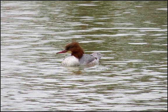 Goosander 290318