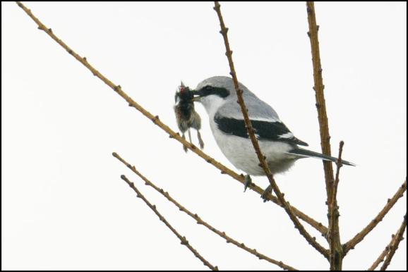 Great Grey Shrike 150318 2