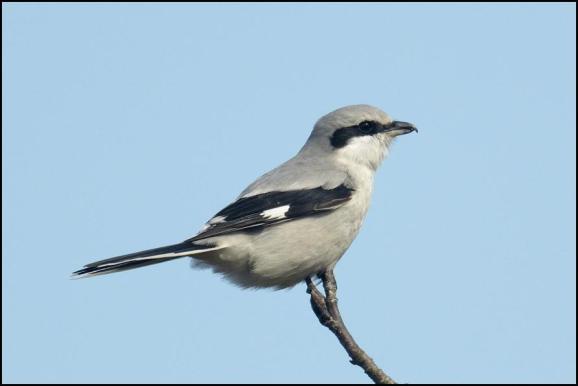 Great Grey Shrike 150318 3
