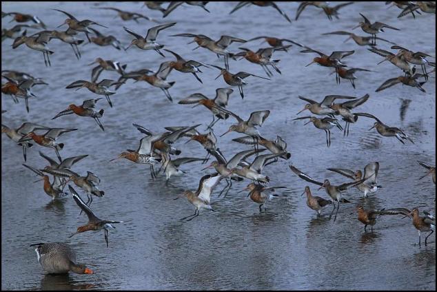 Greylag &amp; Godwits 220318