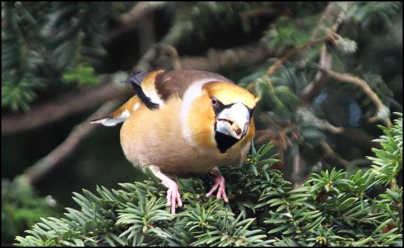 Hawfinch 190318