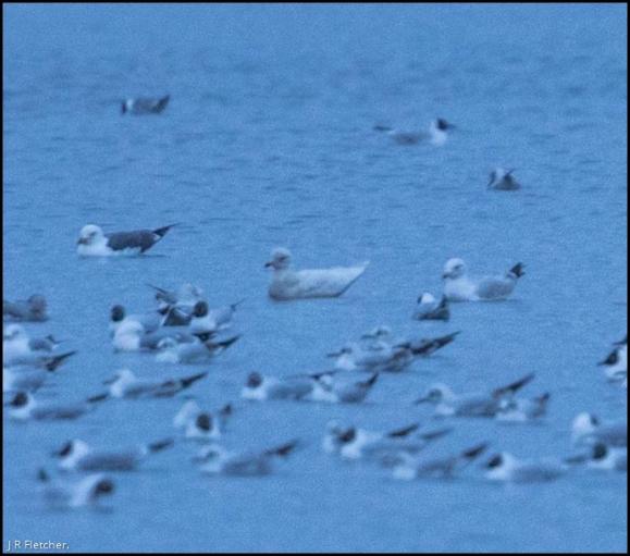 Iceland Gull 270318