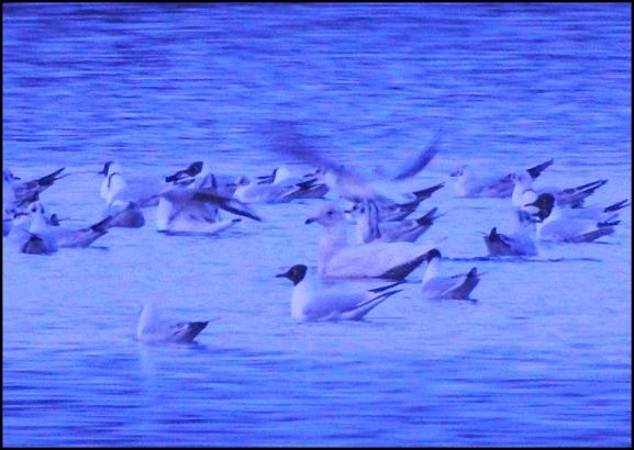 Iceland Gull 280318 1