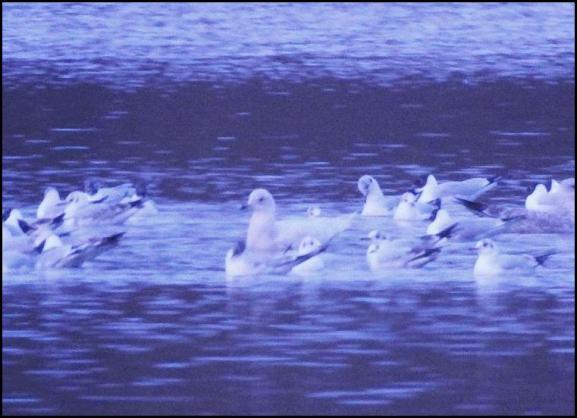 Iceland Gull 280318 2