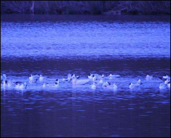 Iceland Gull 280318 3