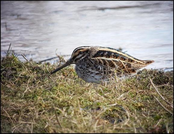 Jack Snipe 190318