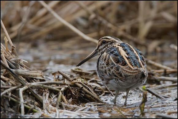 Jack Snipe 2 270318