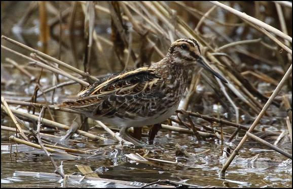 Jack Snipe 270318