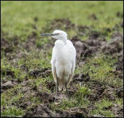 Little Egret 240318