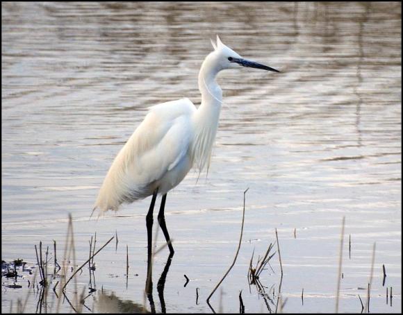 Little Egret 280318