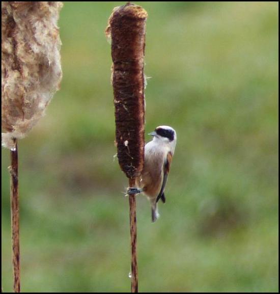 Penduline Tit 120318