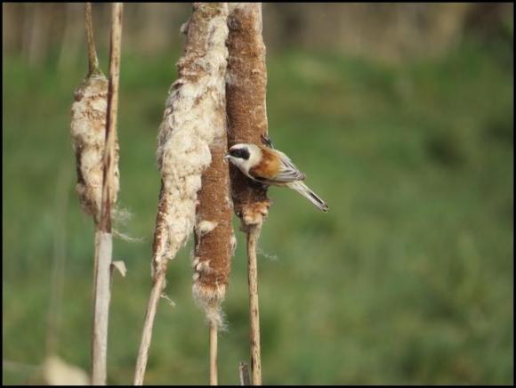 Penduline Tit 130318