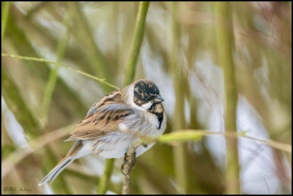 Reed Bunting 030318
