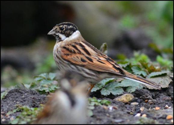 Reed Bunting 090318